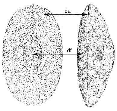 .. Plumatella emarginata mechovka vykrojená 13(14) dorzální fenestra