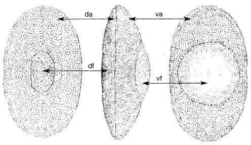 nahoře V- výstřihem, flotoblast s malou