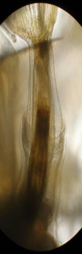 Hyalinella punctata - mechovka