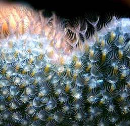 polypid Ectoprocta (= Bryozoa) - mechovci mořští i sladkovodní, koloniální všichni jednici (zooidi) vznikají pučením, zpravidla nepřesahují 1 mm, kolonie dosahují až několik dm tělo zooida tvoří