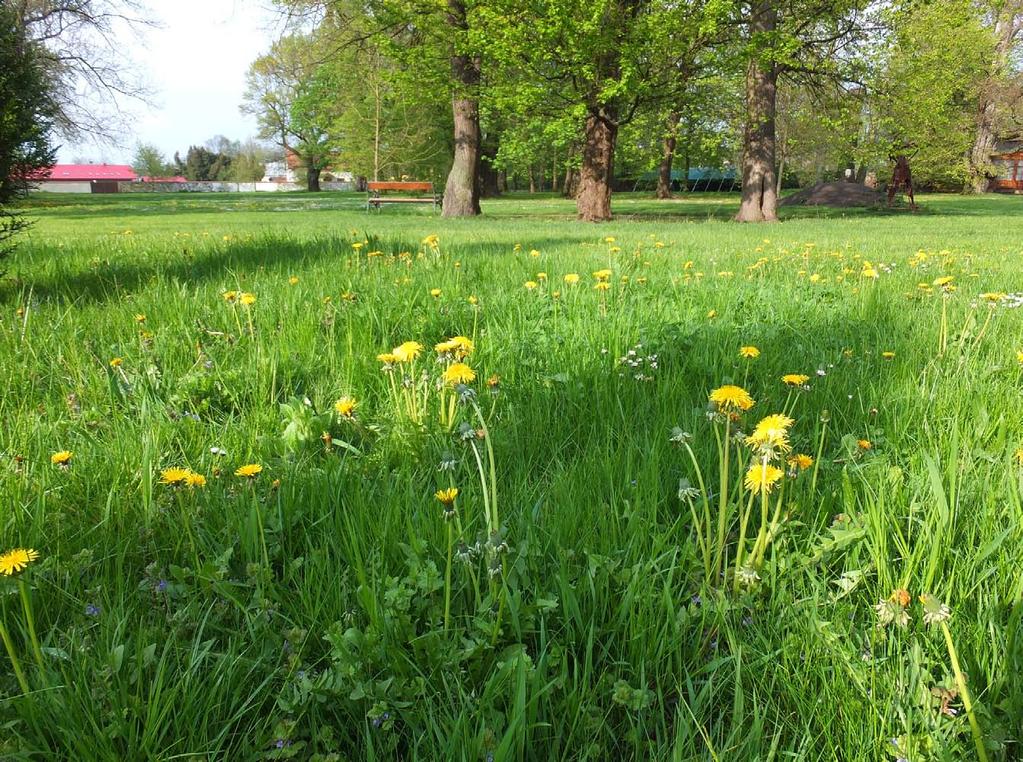 FLORISTIKA 57 1 Obr. 1. Trávník zámeckého parku v Kuníně, lokalita s nadprůměrnou diverzitou ruderálních pampelišek, 23. 4. 2014. Foto P. Kocián 76a. Moravská brána vlastní, 6373d, Kunín (distr.