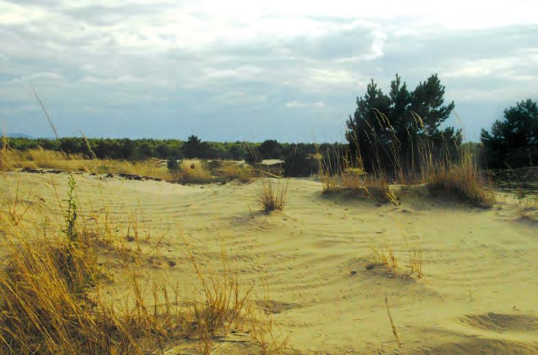 Kontinentální váté písky patří mezi nejohroženější biotopy. Drtivá většina z nich byla u nás zalesněna bory.