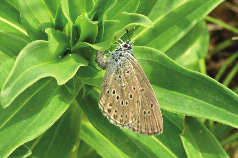 Motýl je ohrožen zapojováním křovin a intenzivní celoplošnou sečí.