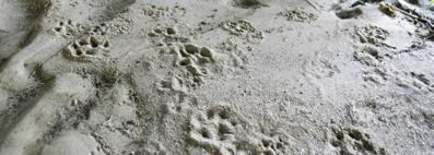 je potřebné a povinné monitorovat vývoj populace tohoto druhu. Na základě dlouhodobého plánu monitoringu byl pro rok 2008 naplánován monitoring okrajových oblastí populace.