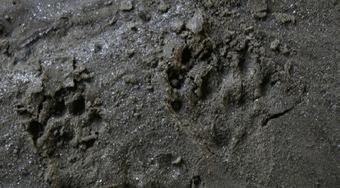 Metodika inventarizace vydry říční v EVL lokalitách Jihočeského kraje Trvání: 2008, ukončeno Financováno: Wetland, s.r.o. Tým: L. Poledník, K.