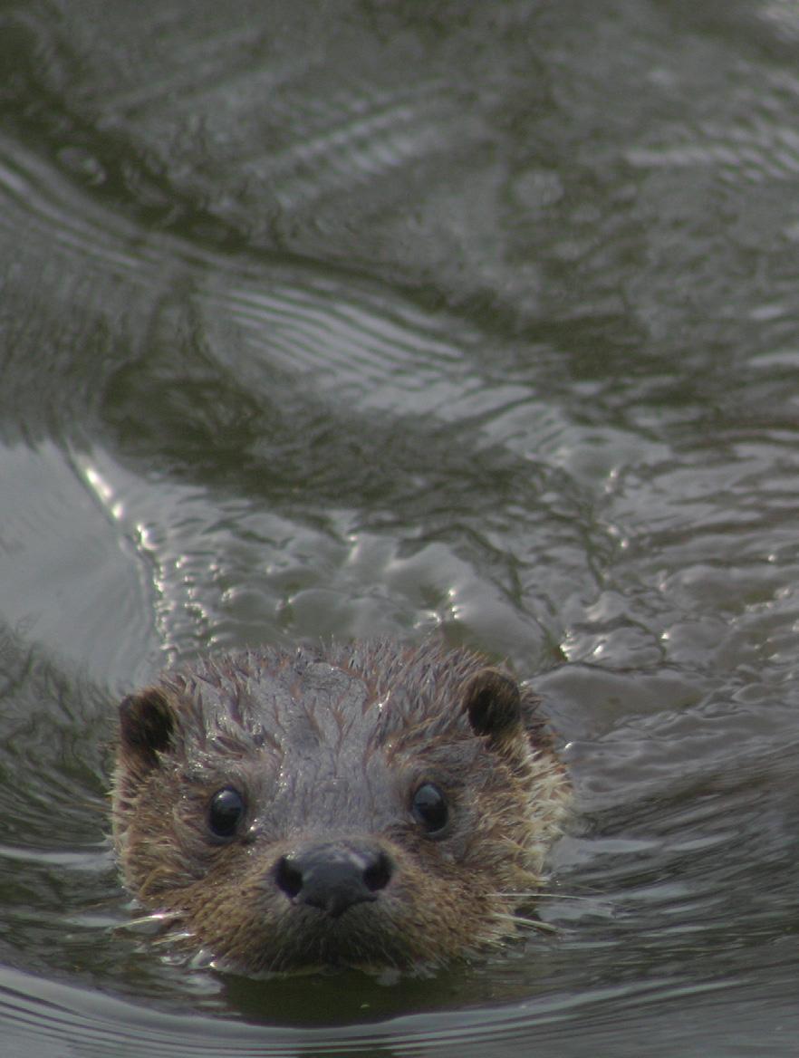 Úvod Společnost ALKA Wildlife, o.p.s. je česká nestátní nezisková společnost, registrovaná jako obecně prospěšná společnost u soudu v Českých Budějovicích v roce 2007.