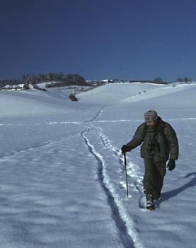 malé; populace v Alsasku navíc možná v období po našem průzkumu vyhynula, protože během zimy 2007/8 byly nalezeny na silnici dvě mrtvé vydry a od té doby nebyly v oblasti nalezeny žádné pobytové