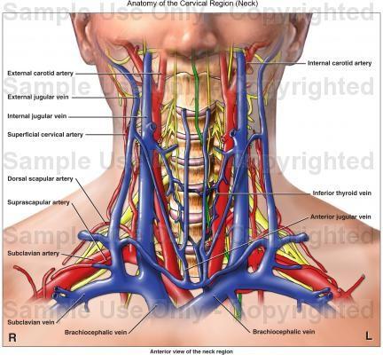 Škrcení Při škrcení jde o stlačení různých orgánů, umístěných v přední polovině krku: