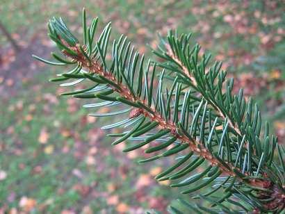 23 Picea omorika  24