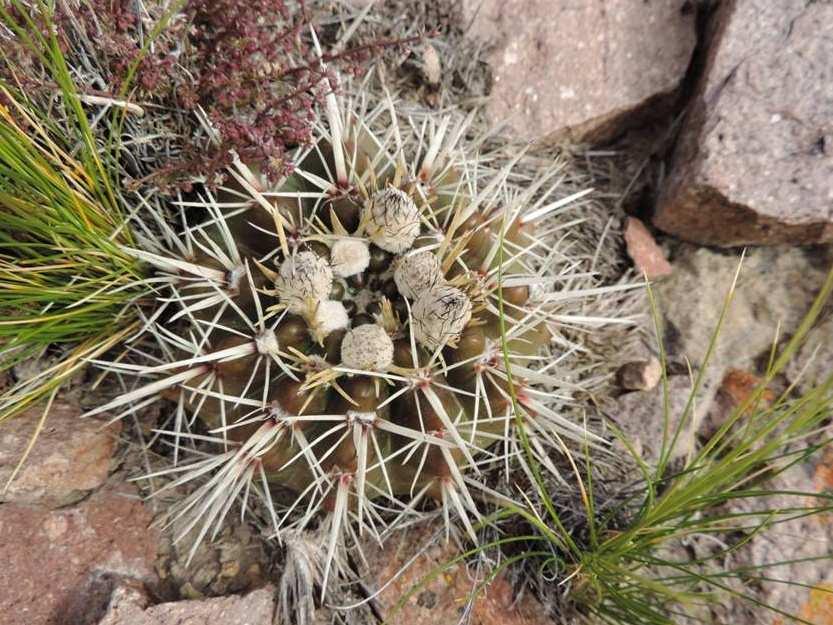 nejjižnější lokalita Notocactus submammulosus u Cona Niyeu, KL13-011, foto 10.11.2013 Gymnocalycium gibbosum var.