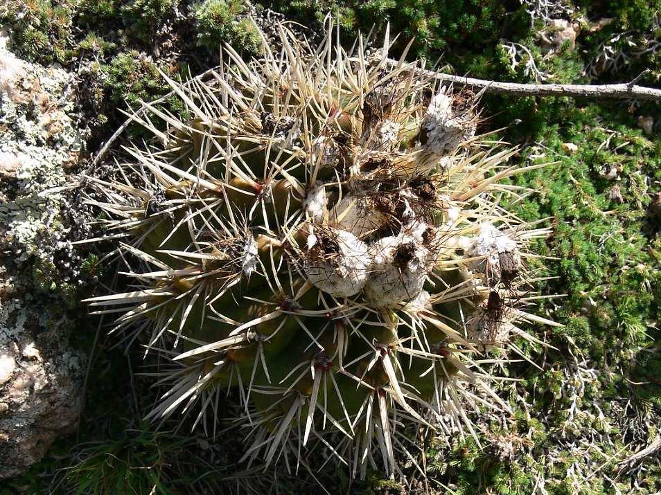 1106 m vlevo: Notocactus submammulosus, KL07-051, San Luis, San Francisco