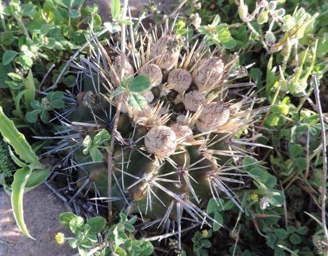 KL13-001, Sierra Bayas vlevo: Notocactus submammulosus,