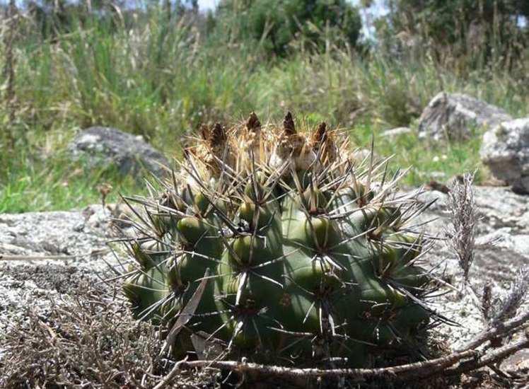 submammulosus s dalším druhem Notocactus sessiliflorus,