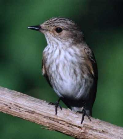 Č: Lejskovití Muscicapidae MUSCICAPOIDEA Muscicapa + Ficedula - malí stromoví ptáci s velkou