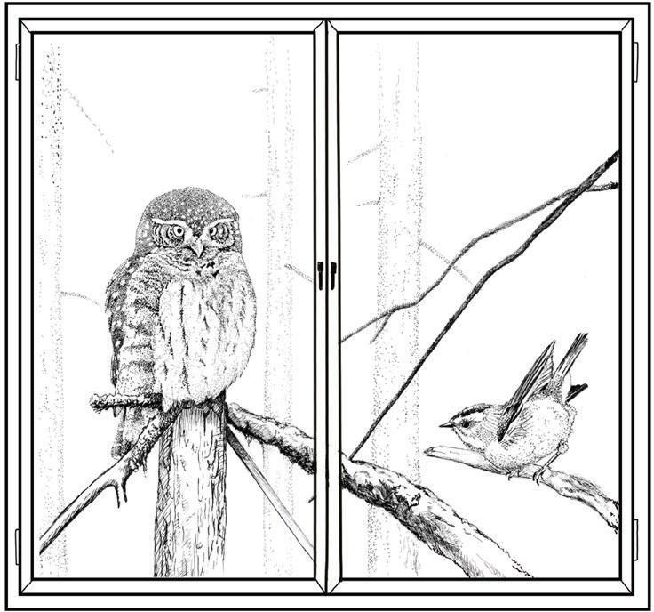 íloha P5/B/6 Okenní ozdoby Neviditelné kresby Pom cky: UV fixy UV baterka Otázky a úkoly 1. Vyber okno, které je pro ptáky nebezpe né a namaluj na n j neviditelný obrázek. 2.