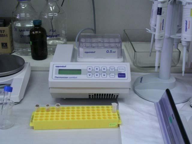 DIGESCE trypsin Glu-C Asp-N thermolysin IN-GEL IN-SOLUTION MAVEPFPRRPITRPHASIEVDTSGTGGSAGSSEKVF CLIGQAEGGEPNTVYELRNYAQAKRLFRSGELLD AIELAWGSNPNYTAGRILAMRIEDAKPASAEIGGL