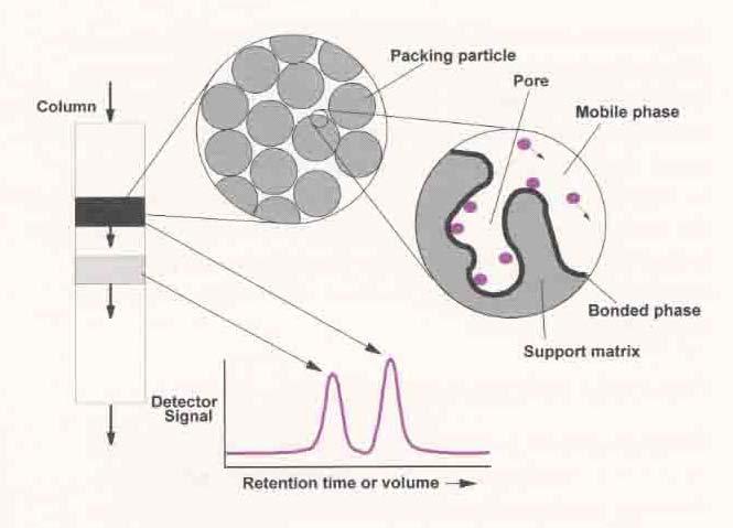 PROTEINY A