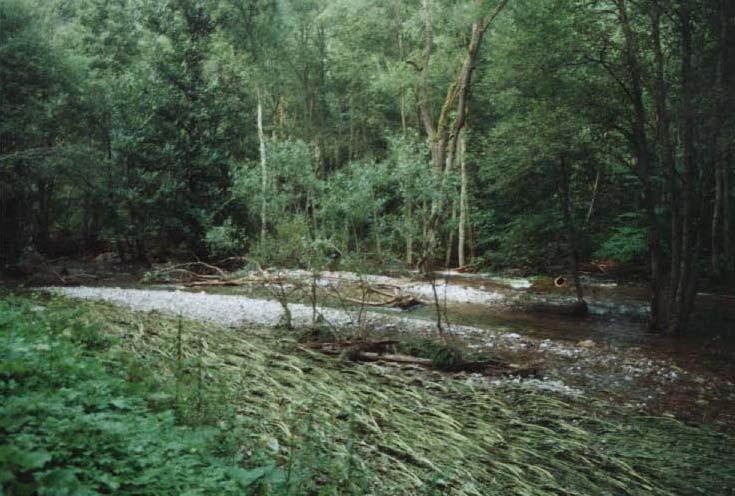 Fotografie zachycuje jak horskou olšinu s olší šedou Alnus icana, tak i