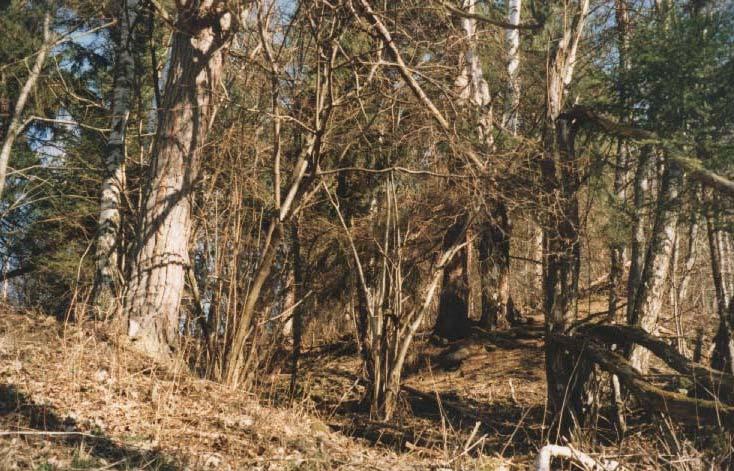 Sukcese v blízkosti Karliny Pily je tvořena převážně starými jehličnatými dřevinami (borovice a smrky) ve stáří cca 150 let. Hojně je zastoupena líska a bříza.