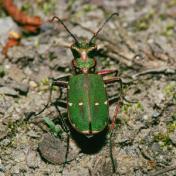 Monitoring střevlíkovitých brouků (Coleoptera: