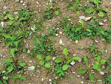 Sledujte podle signalizace výskyt mšic mšice slívové (Brachycaudus helichrysi) 30 mšic od vzcházení do rozpoznání květního poupěte a mšice makové (Aphis fabae) 50 mšic na rostlinu do začátku květu