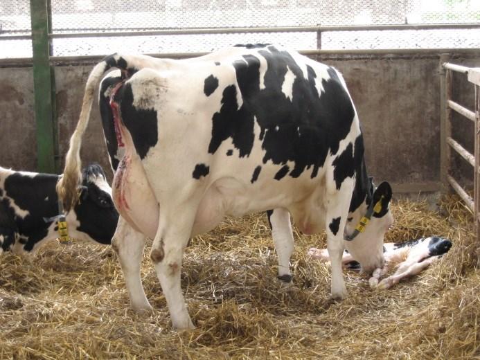 Hygiena ustájení ovlivňuje čistotu těla krav (vemeno, zadní partie), tím i následnou