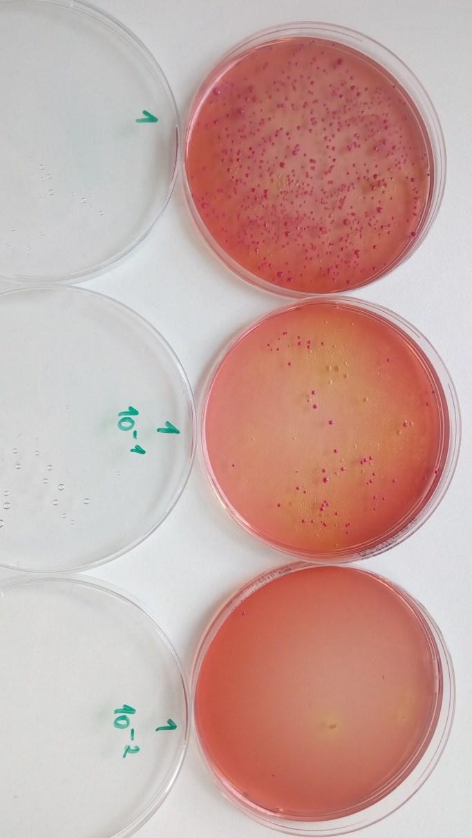 6. KONTROLA MIKROBIÁLNÍ KONTAMINACE MLEZIVA a) laboratorní stanovení Vyšetření celkového počtu mikroorganismů (CPM), koliformních a nekoliformních bakterií: a) odběr vzorku ihned po podojení do