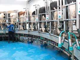 investice v živočišné výrobě Mléčná