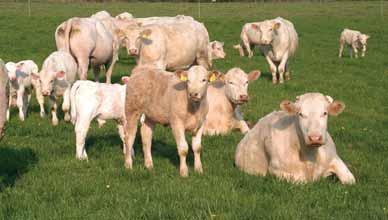 Plemeno měsíce Chov charolais, Slabce Chov manželů Hatlákových Firma Ing. Miloše Šedivého dovezla v roce 1992 na farmu ve Slabcích na Křivoklátsku 27 kusů březích jaloviček a plemenného býka.