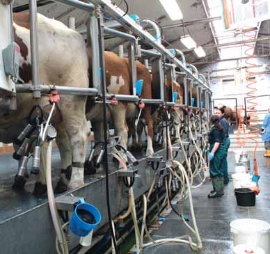 Mléko dodávají do mlékárny ve Stříbře. Zdraví mléčné žlázy krav se v době rozdoje posuzuje pomocí NK-testu.