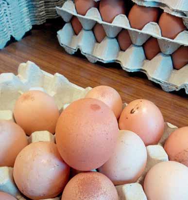Vaječná skořápka v oblasti špičky má granulární strukturu často s přítomností prasklin a s tmavším odstínem ve srovnání s nezměněnou skořápkou.