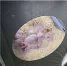 produkce se inseminují. Propagátorem inseminace brojlerových králíků je chovatel Pavel Drba, který v roce 1994 založil na své farmě v Dobříni u Roudnice nad Labem inseminační genetické centrum.