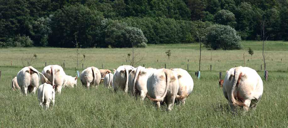 Plemeno měsíce Plemeno charolais Někdejší ředitel UCEF Dr. Jean-Claude Plat kdysi na semináři prohlásil: Plemeno charolais je holštýn mezi masnými plemeny.