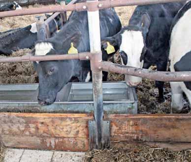 Téma: Stavební investice v živočišné výrobě Zvířatům v období stání na sucho je nezbytné zabezpečit neustálý přístup k vodě Foto Alena Ježková a fyziologii krav způsobené tepelným stresem (Albright