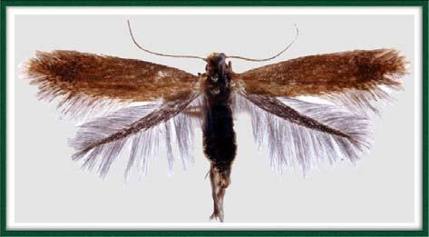 křídla menší s redukovanou žilnatinou - frenátní nebo amplexiformní