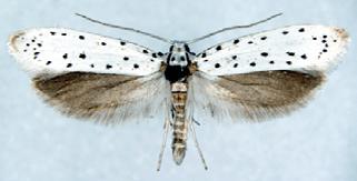 křídla nápadně úzká - oba páry alespoň částečně průhledné - šupinky většinou jen po okrajích křídel - larvy
