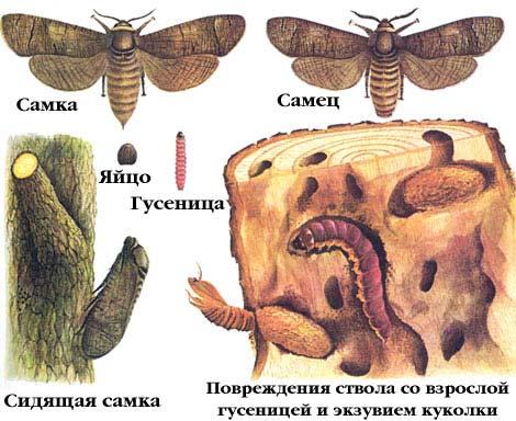 s nápadnými šupinkami - abdomen zpravidla lysý bez šupinek - mladší larvální instary minují, starší si staví pouzdra (vlastní materiál) - u nás