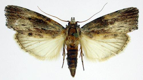ostruhami - zadní křídla trojúhelníkovitá - 1 abdominální článek s tympanálními orgány - soumračné a noční druhy - larvy spřádají listy,