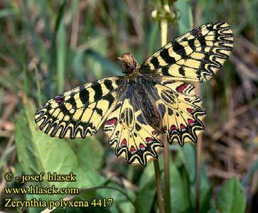 žlutá křídla, často s černou kresbou - larvy štíhlé, většinou zelené, pokryté krátkými setami - u nás rody: Pieris, Leptidea, Antocharis, Gonepteryx,