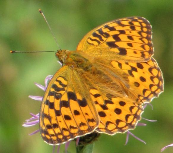 ) Perleťovec velký (Argynnis aglaja) je v Jihomoravském kraji rozšířen téměř výhradně v lesnatých