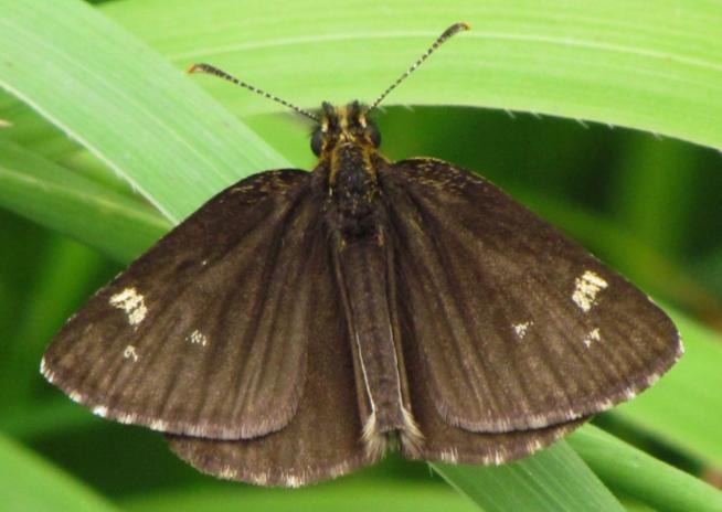 ) Soumračník černohnědý (Heteropterus morpheus) se v posledních desetiletích šíří k severu a dnes už patrně obývá