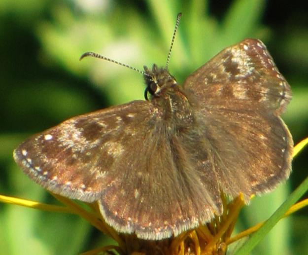 (Erynnis tages) žije po celém území Jihomoravského kraje od nížin do nejvyšších poloh.