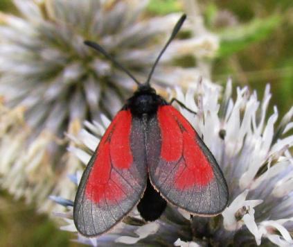 ) Vřetenuška mateřídoušková (Zygaena purpuralis) je v Jihomoravském kraji rozšířena po