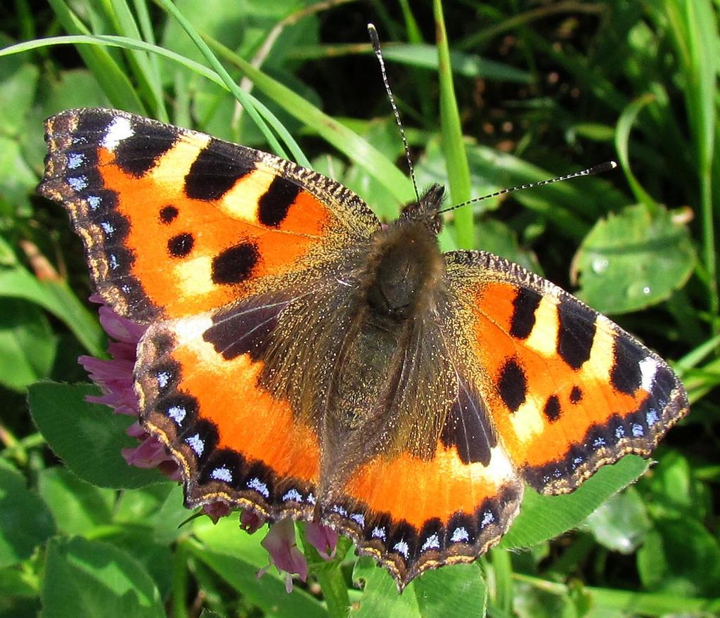 BABOČKA KOPŘIVOVÁ Rozpětí křídel: Let: Živné rostliny: 40-50 mm III-X, 2 generace, zimují motýli kopřiva dvoudomá (Urtica dioica) Babočka kopřivová (Aglais urticae) je rozšířena po celém území