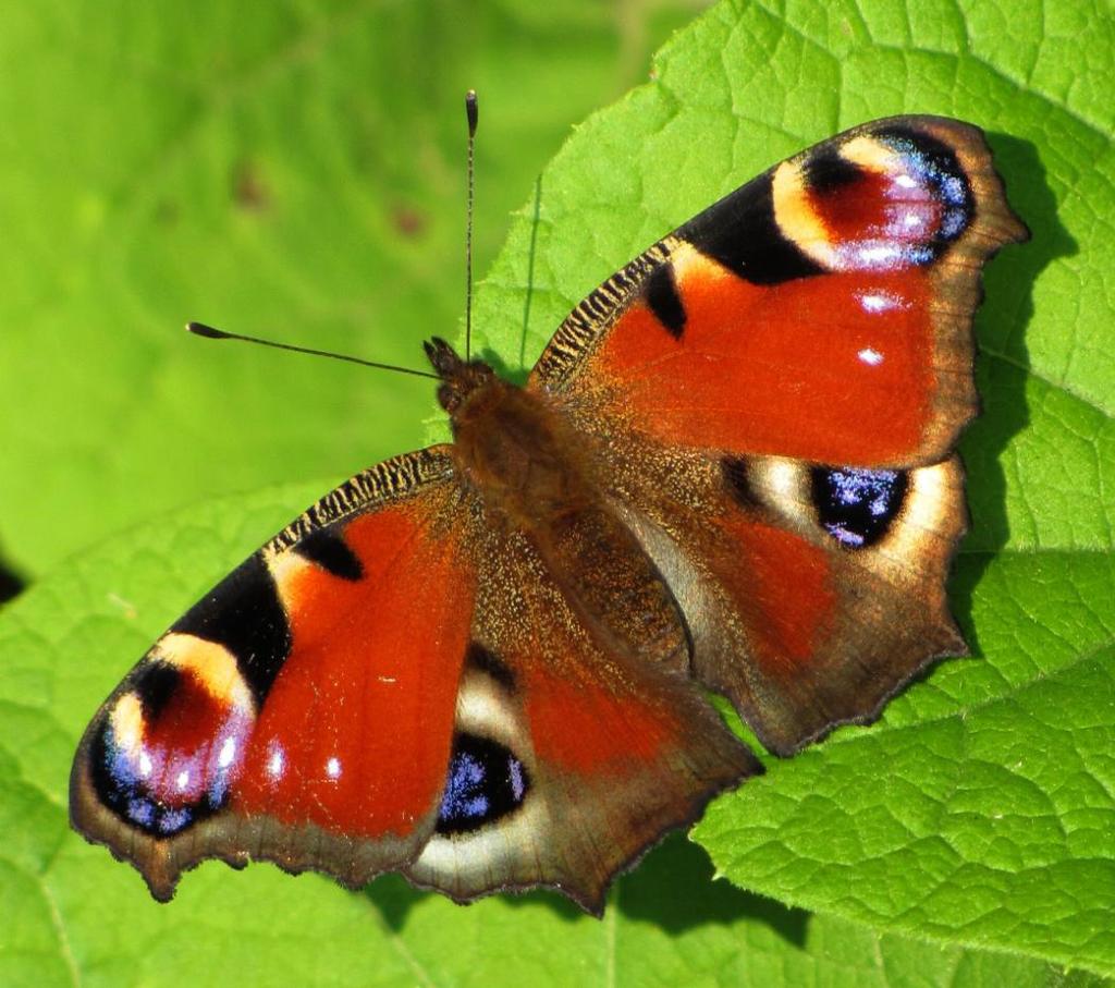 BABOČKA PAVÍ OKO Rozpětí křídel: Let: Živné rostliny: 50-60 mm III-X, 2 generace, zimují motýli kopřiva dvoudomá (Urtica dioica) a chmel otáčivý (Humulus lupulus) Babočka paví oko (Inachis io) je
