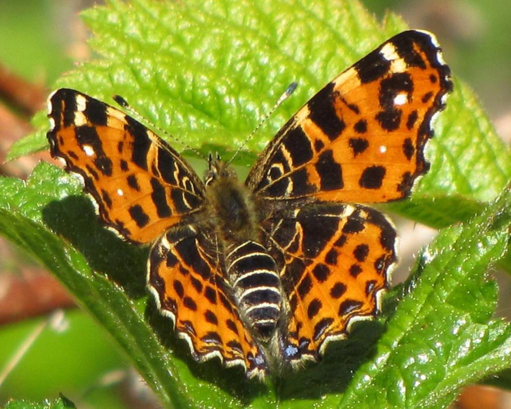 BABOČKA SÍŤKOVANÁ Rozpětí křídel: Let: Živné rostliny: 28-40 mm IV-IX, 2 generace, zimují kukly kopřiva dvoudomá (Urtica dioica) Motýl jarní generace Babočka síťkovaná (Araschnia levana) je rozšířena