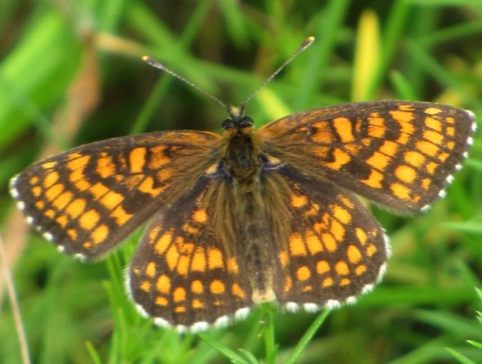 (Melitaea athalia) je nejrozšířenějším hnědáskem Jihomoravského kraje, ale početnější populace jsou stále vzácnější.