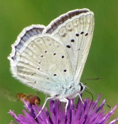 druh Modrásek hnědoskvrnný (Polyommatus daphnis) je dnes jen dosti roztroušeně rozšířen v teplých