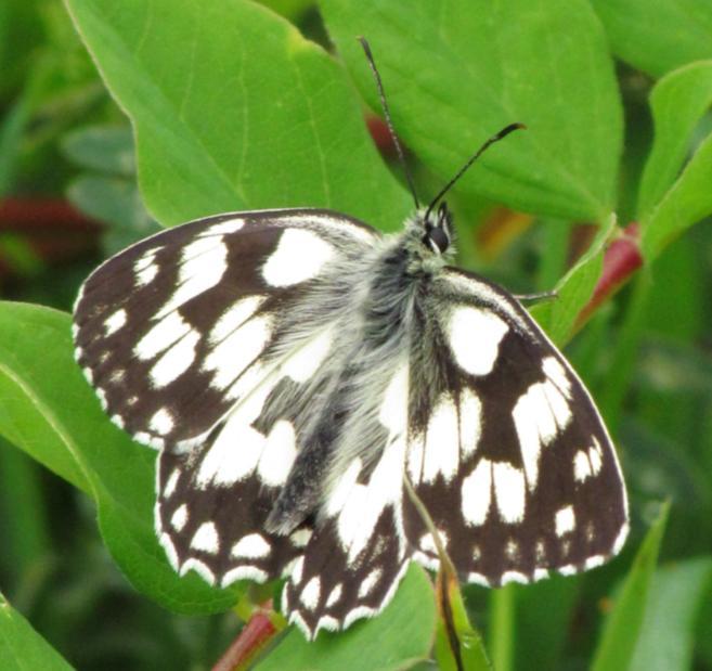 bojínkový (Melanargia galathea) je jedním z