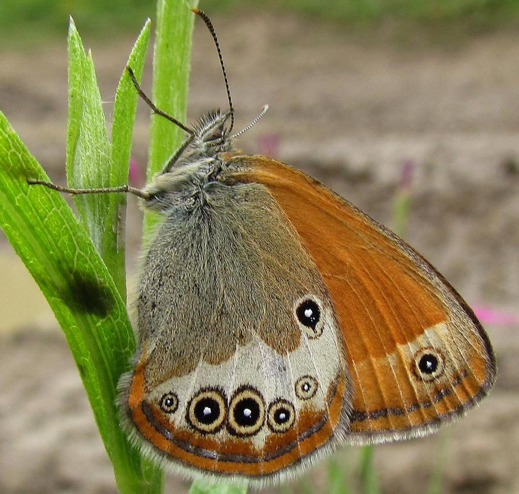 OKÁČ STRDIVKOVÝ Rozpětí křídel: Let: Živné rostliny: 28-35 mm VI-VII, 1 generace, zimují housenky trávy Okáč strdivkový (Coenonympha arcania) je rozšířen téměř po celém území Jihomoravského kraje s